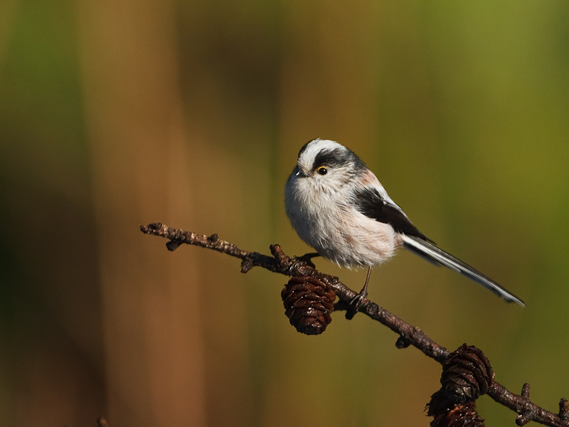 Aegithalos caudatus Long-tailed Tit Staartmees